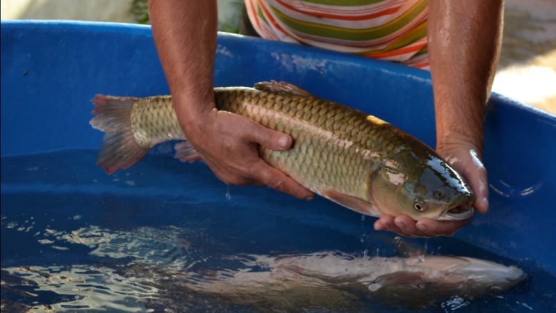 Na feira de peixe vivo foram comercializadas Tilápias e Carpas Capim.