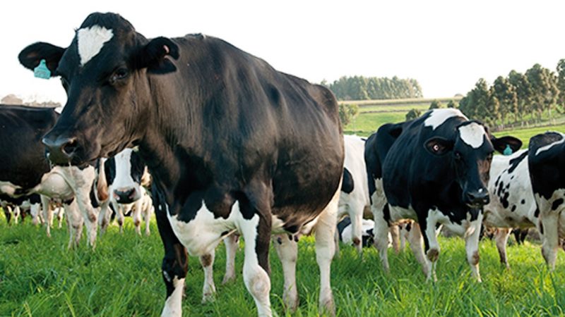 Proposta tem como objetivo implementar ações no sentido de fortalecer o setor leiteiro.