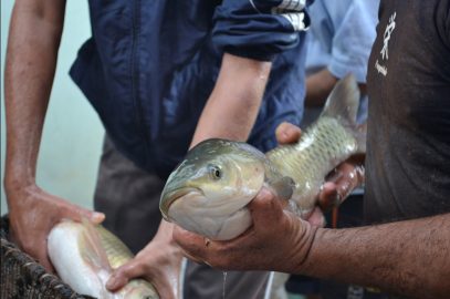 Feira do peixe vivo da Semana Santa é sucesso de vendas
