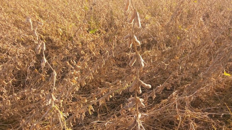 Média de produtividade da safra de soja registrou 65 sacas/ha. Imagem de uma lavoura do município.