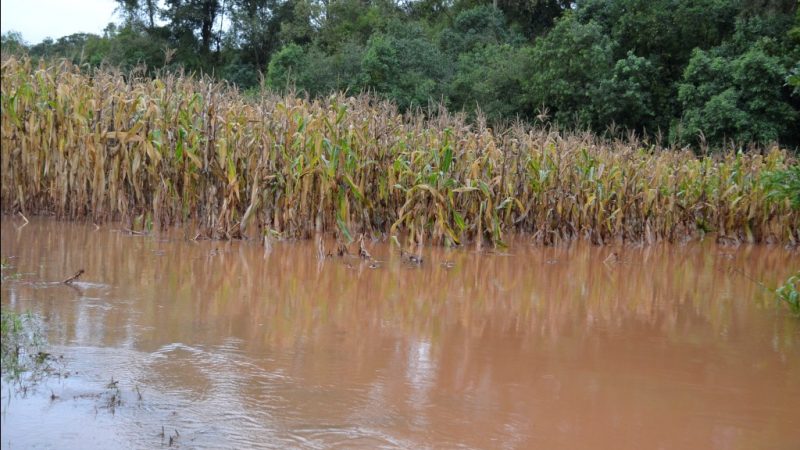 Plantação de milho foi afetada também pelo excesso de chuvas.