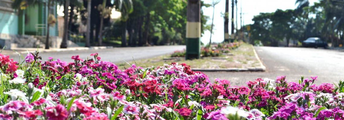 Espaços Públicos do município ganham o colorido das flores