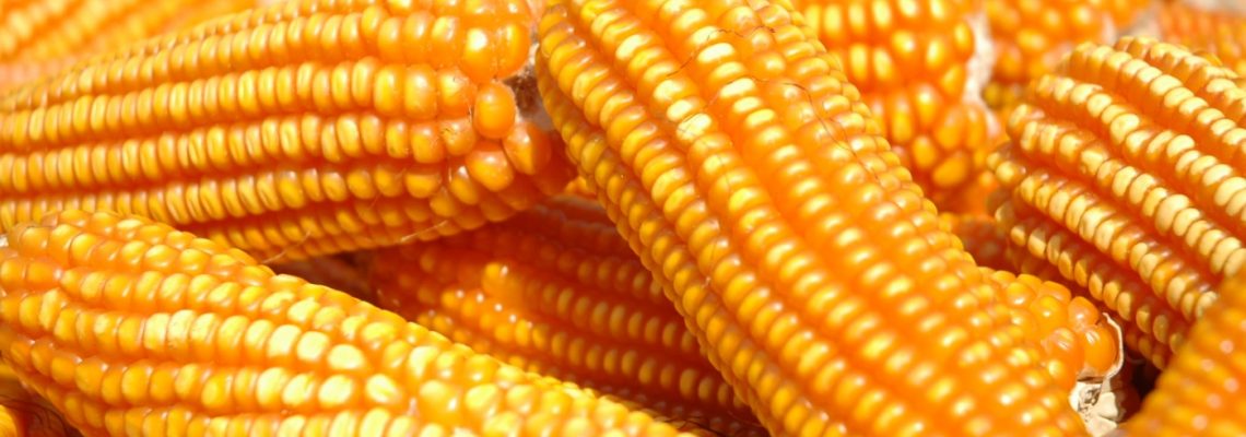 Reservas de sementes de milho do Programa Troca-Troca estão sendo feitas até a próxima sexta-feira, 05 de junho.
