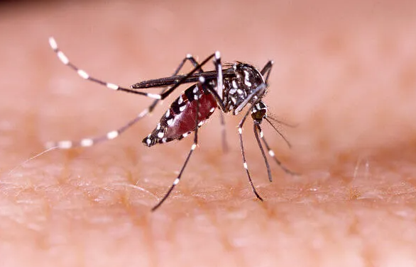 Secretaria Municipal da Saúde confirma mais um caso de dengue no município